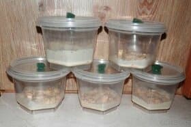 Háďátko živorodé-MIKRY, Panagrellus redividus