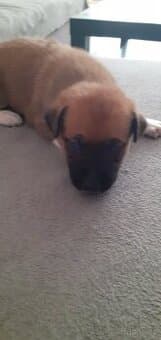 Nabízím štěňata Husky X staford