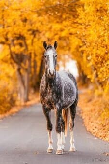 Luxusní valach do sportu i rekreaci