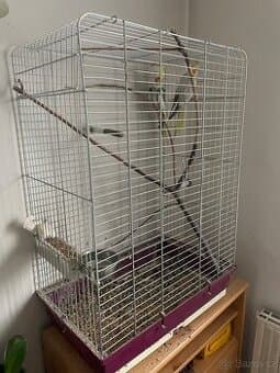 Korela páreček samec samice i s velkou klecí