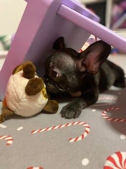 Francouzský Buldoček