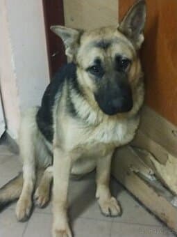 Německý ovčák na kryti