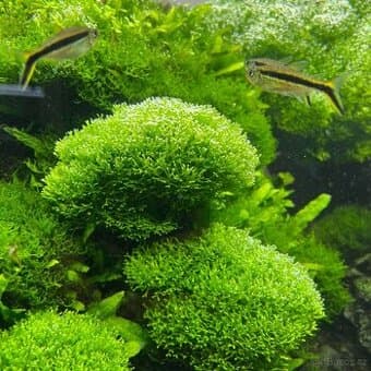 Riccia fluitans - akvarijní mech