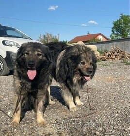 Šarplaninci pastevecký psi