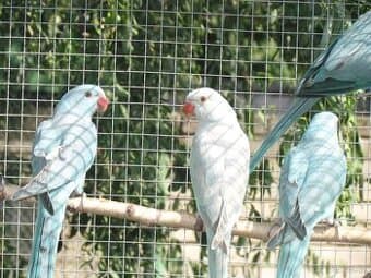 Prodám Alexandry malé 2025