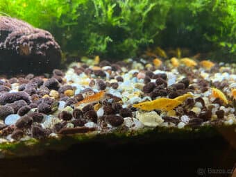 Krevetky Neocaridina - oranžové (posílám i Zásilkovnou)