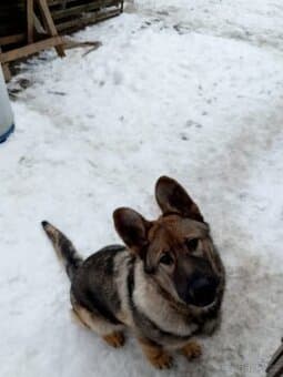 Kříženec německého ovčáka