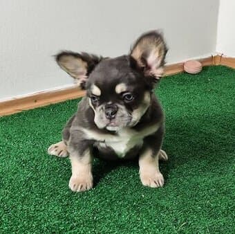 Francouzsky buldocek