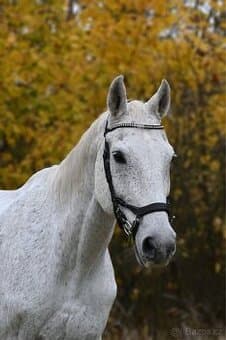 Pronájem / docházka ke koni