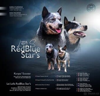 Australský honácký pes s PP, ACD