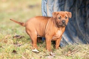 Thajský ridgeback s PP, Thai ridgeback