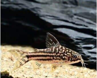 Corydoras nanus