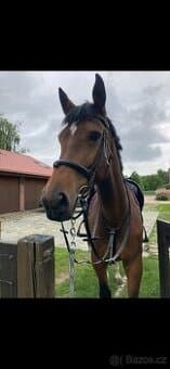 Uzdečka Full Prestige