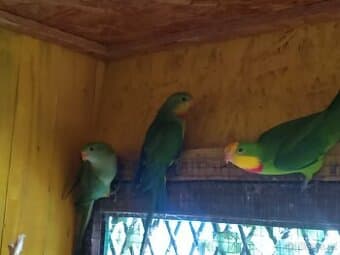 Papoušek nádherný