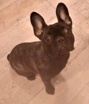 Francouzský buldoček - fenka