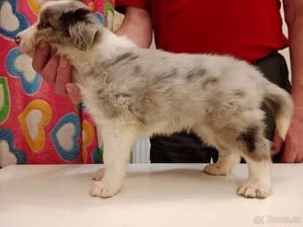 Border kolie  štěně s PP k odběru i rezervaci