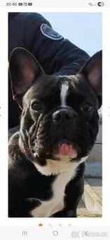 Francouzsky buldocek kryti