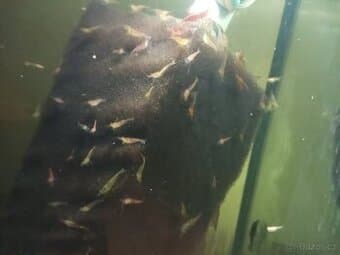 Prodej s vlastního chovu