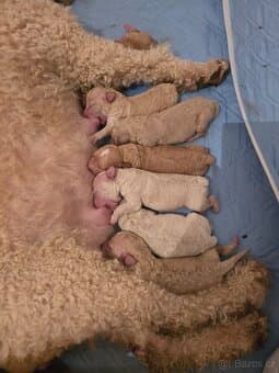 ŠPANĚLSKÝ VODNÍ PES s pp FCI