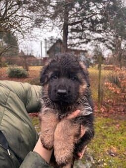 Německý ovčák - štěňata s PP