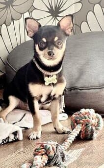 Nabízím připuštění pejska