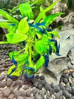 Neocaridina blue dream high