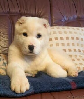 stredoasijsky pastevecký pes sao alabai