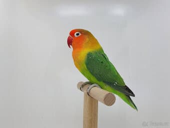 Agapornis fischeri - lutino