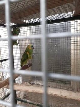 Amazoňan modročelý jižní - xanthopteryx