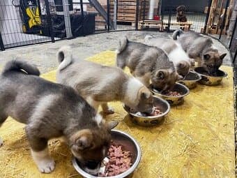 Šteniatka Západosibírska lajka s PP - posledné 2 psy