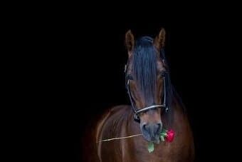 Spřízněná duše od koní