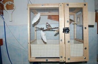 Prodám párek zebřiček