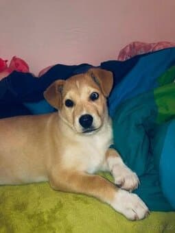 Prodám štěně  staford kříženým s huskym