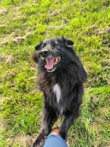 Rex ❤ dlouhosrstý okatý fešák ❤