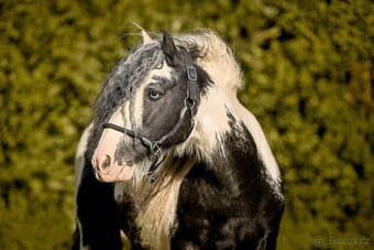 Irský cob připouštění