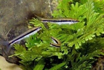 Parmička černopruhá