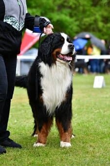 Bernský salašnický pes