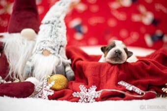 Australský honácký pes, ACD