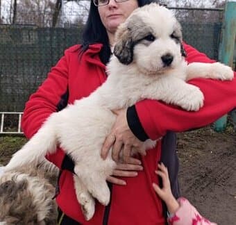 Pyrenejský horský pes štěňátka