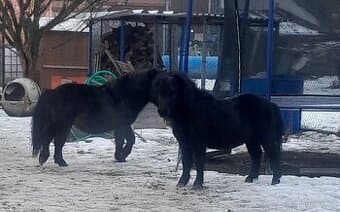 2 hřebci typu shetland