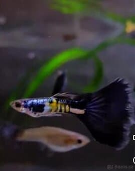 Paví oka Galaxy Blue