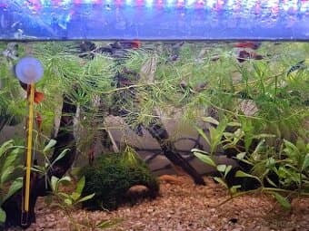 Paví očka, ancistrus, neonky