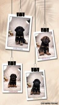 Tibetská doga- brzy k odběru