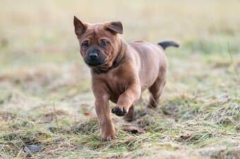 Fenka Thajského ridgebacka s PP