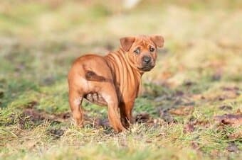 Thajský ridgeback - červená fenka s PP