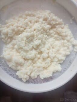 Tibetská kefírová houba – živá startovací kultura