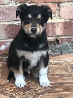 Kříženec – roztomilí kluci hledají domov