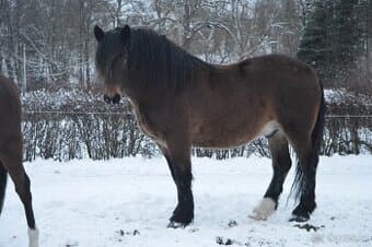 Prodám norického valacha