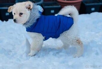 Obleček prošívaná bunda pro psy URBAN modrá 25cm Zolux