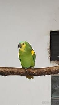 0,1 Amazoňan modročelý